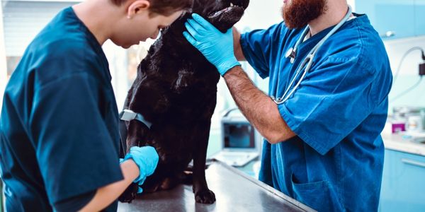 Gönen ve Balıkesir’de Veteriner Forması Satışı